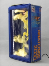 Anatomme