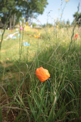 RiguidelCALJA19