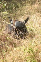 RiguidelCALJ04
