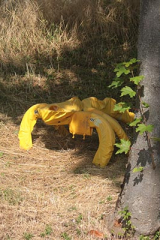 RiguidelCALJ06
