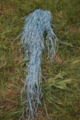 Alguebachevertbleue01