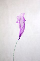 FleurIrisviolet01