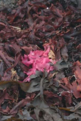 Riguidel2025WrachAlg01