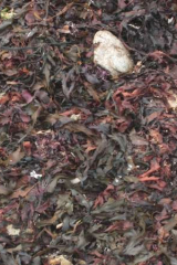 Riguidel2025WrachAlg02