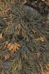 Riguidel2025WrachAlg03