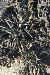 Riguidel2025WrachAlg14