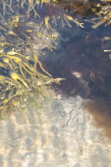 Riguidel2025WrachAlg15