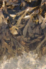 Riguidel2025WrachAlg16