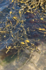 Riguidel2025WrachAlg17