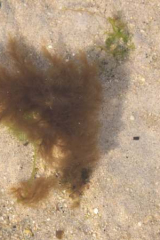 Riguidel2025WrachAlg18