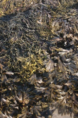 Riguidel2025WrachAlg19