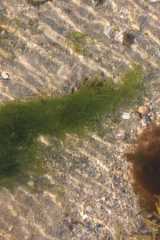 Riguidel2025WrachAlg20