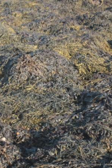 Riguidel2025WrachAlg21