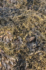 Riguidel2025WrachAlg22