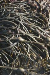 Riguidel2025WrachAlg23