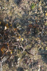 Riguidel2025WrachAlg24