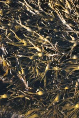 Riguidel2025WrachAlg25