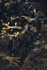 Riguidel2025WrachAlg26