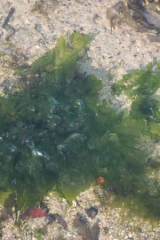 Riguidel2025WrachAlg27