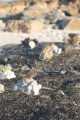 Riguidel2025WrachAnistr02