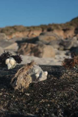 Riguidel2025WrachAnistr03