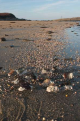 Riguidel2025WrachAnistr04