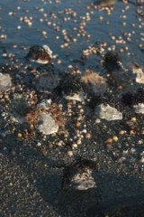 Riguidel2025WrachAnistr05