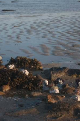 Riguidel2025WrachAnistr06