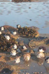 Riguidel2025WrachAnistr07