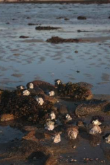 Riguidel2025WrachAnistr08