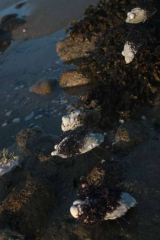 Riguidel2025WrachAnistr10