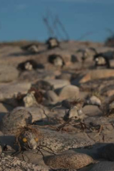 Riguidel2025WrachAnistr11