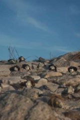 Riguidel2025WrachAnistr13