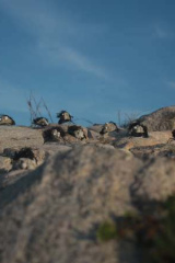 Riguidel2025WrachAnistr14