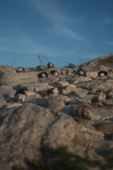 Riguidel2025WrachAnistr16