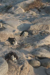 Riguidel2025WrachAnistr17