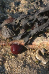 Riguidel2025WrachAn01