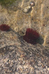 Riguidel2025WrachAn01b