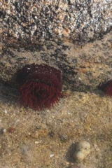 Riguidel2025WrachAn01c