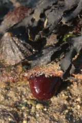 Riguidel2025WrachAn02