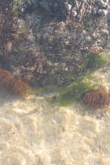 Riguidel2025WrachAn02b