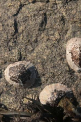 Riguidel2025WrachAn03