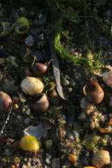 Riguidel2025WrachAn04