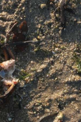 Riguidel2025WrachAn05