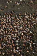 Riguidel2025WrachAn06