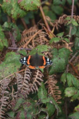 Riguidel2025WrachAn08