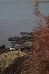 Riguidel2025WrachIle02