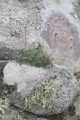 Riguidel2025WrachRoc08