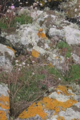 Riguidel2025WrachRoc11