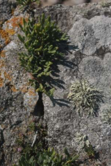 Riguidel2025WrachRoc19